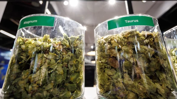 Die deutschen Hopfenbauern stehen wegen des R&uuml;ckgangs des Bierkonsums und den Folgen des Klimawandels massiv unter Druck. - &copy; Daniel Karmann/dpa