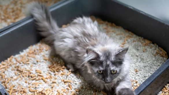 Damit junge Katzen das Klo auch finden, sollte es sich in der N&auml;he des Hauptaufenthaltsraumes befinden. - &copy; Monika Skolimowska/dpa/dpa-tmn