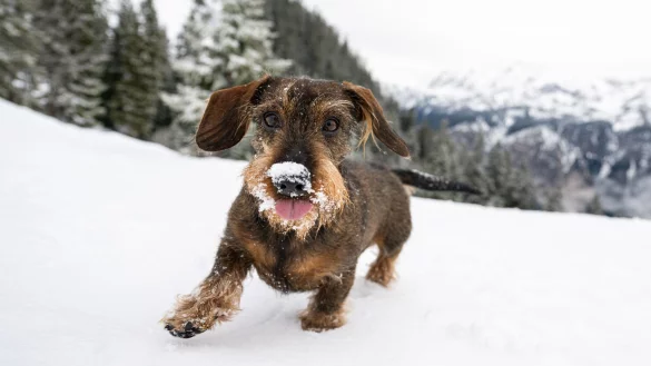 Schnee, Eis und K&auml;lte: In der Regel brauchen Hunde keinen extra Schutz im Winter. - &copy; Benjamin Nolte/dpa-tmn