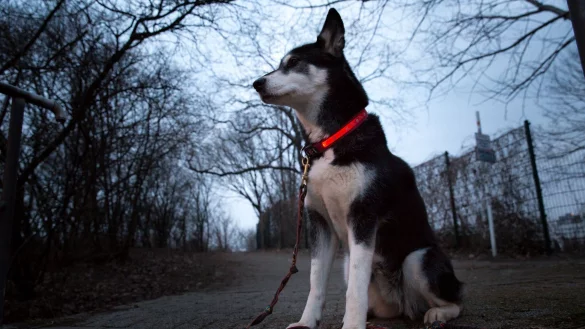 Ein leuchtendes Halsband kann daf&uuml;r sorgen, dass man Hunde bei Dunkelheit besser sieht. - &copy; Florian Schuh/dpa-tmn