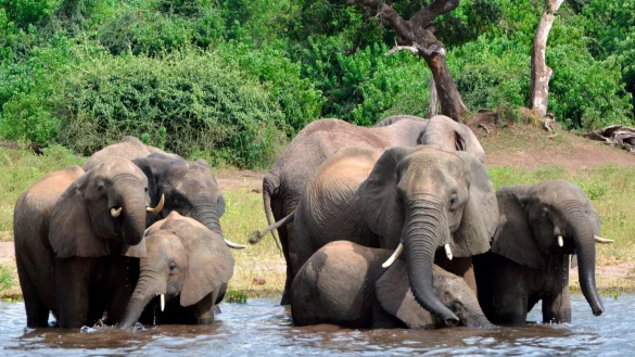 Elefanten trinken Wasser im Chobe-Nationalpark. (Archivbild) - © Charmaine Noronha/AP/dpa