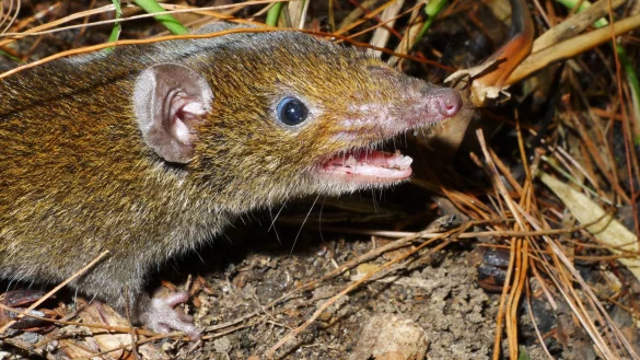 Der Kleine Rattenigel hat weiches Fell und scharfe Reißzähne. - © Alexei V. Abramov/WWF/dpa