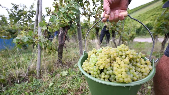 Die Weinernte 2024 f&auml;llt voraussichtlich fast f&uuml;nf Prozent geringer aus als im Vorjahr. (Archivbild) - &copy; Bernd Wei&szlig;brod/dpa