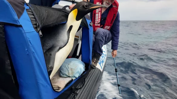 Der Kaiserpinguin ist zur Freude seiner Betreuer wieder in Freiheit (Handout). - &copy; Miles Brotherson/Department of Biodiversity, Conservation and Attractions/AP