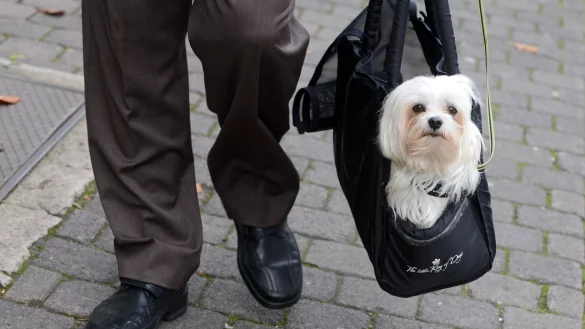 Wichtig: Den Flauschi hier langsam an die Tasche gew&ouml;hnen. Das vermeidet Stress und Angstzust&auml;nde. - &copy; picture alliance / dpa