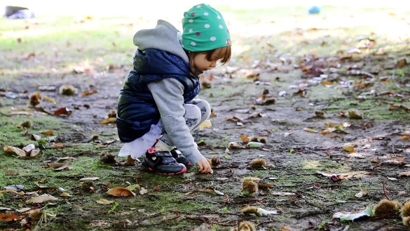 So viele Kastanien: Gerade der Herbst l&ouml;st bei manchen Kindern eine Sammelleidenschaft aus. - &copy; picture alliance / Mascha Brichta/dpa-tmn