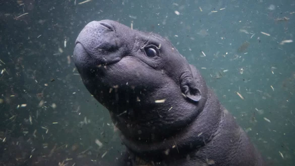 Das Absto&szlig;en und Auftauchen klappt bei Toni schon gut. - &copy; Christophe Gateau/dpa
