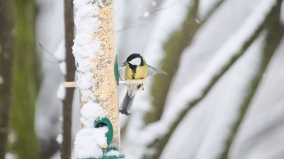 Wer die Futterstelle an einem Ast aufhängt, sollte darauf achten, dass Nager sie nicht von einem Baumstamm aus erreichen können. - © Annette Riedl/dpa/dpa-tmn
