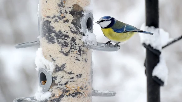 In gut konstruierten Futterhäuschen ist die Nahrung besser vor Vogelkot, Wind und Regen geschützt als in anderen. (Archivbild) - © picture alliance / dpa