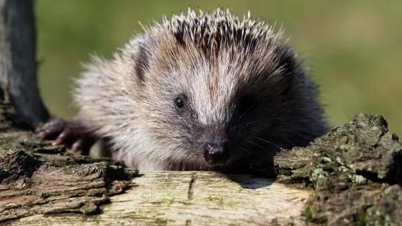 Auf der Suche nach einem Versteck: Ein selbstgebautes Winterquartier im eigenen Garten aus &Auml;sten und Laub bietet Igeln Schutz. - &copy; Patrick Pleul/dpa/dpa-tmn