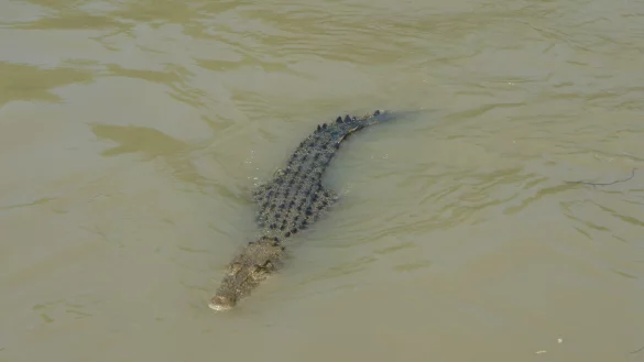 In Indonesien hat ein Krokodil eine Frau getötet. (Symbolbild) - © Carola Frentzen/dpa