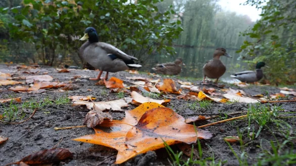 Die Deutsche Wildtier Stiftung warnt eindringlich davor, Enten mit Brot zu f&uuml;ttern. (Archivbild) - &copy; Marcus Brandt/dpa