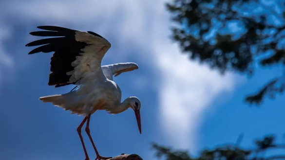Erst vor rund 1000 Jahren kam der Storch nach Norddeutschland (Archivbild) - &copy; Jens B&uuml;ttner/dpa