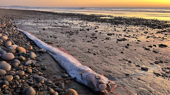 Dieser etwa drei Meter lange Riemenfisch wurde in Kalifornien an den Strand gesp&uuml;lt. - &copy; Alison Laferriere/Scripps Institution of Oceanography/dpa