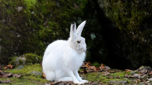 Alpenschneehasen tragen im Winter wei&szlig;e, luftgef&uuml;llt Haare und eine feine Unterwolle (Handout). - &copy; Stefan Huwiler/Imagebroker/ DeutscheWildtierStiftung/dpa