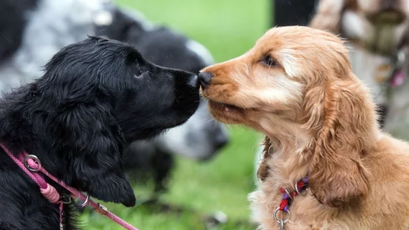 Auf die Besucherinnen und Besucher wartet ein breites Programm (Symbolbild). - &copy; picture alliance / Bernd Thissen/dpa