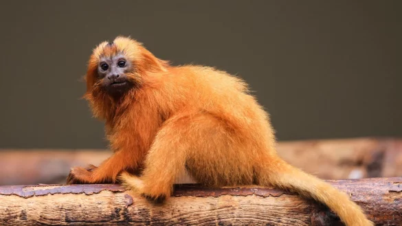 Die kleinen L&ouml;wen&auml;ffchen kommunizieren &uuml;ber zwitschernde Laute miteinander. - &copy; Oliver Berg/dpa
