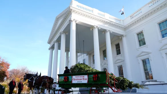 Der diesj&auml;hrige Weihnachtsbaum stammt aus North Carolina. - &copy; Susan Walsh/AP