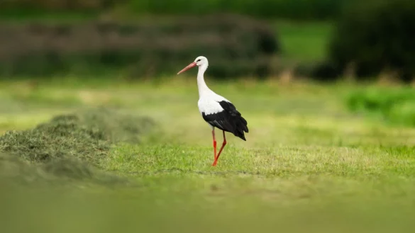 St&ouml;rche waren in diesem Sommer an vielen Orten in Deutschland zu sehen. Ihre Zahl ist gestiegen. (Archivbild) - &copy; Silas Stein/dpa