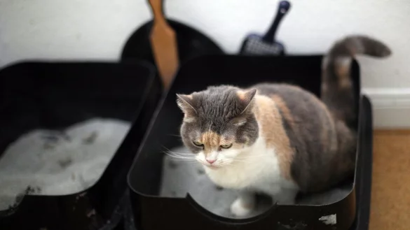 Mögen es sauber: Mindestens einmal am Tag sollte man das Klo reinigen, damit sich die Katze wohlfühlt. - © Ina Fassbender/dpa-tmn