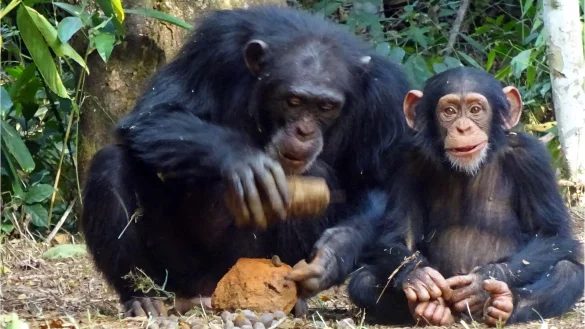 Das erwachsene Schimpansenweibchen Fanle (l) beim Knacken einer Ölpalmennuss mit einem Steinhammer und einem Amboss. Daneben ihr Sohn Flanle. - © Tetsuro Matsuzawa/Springer Nature/dpa