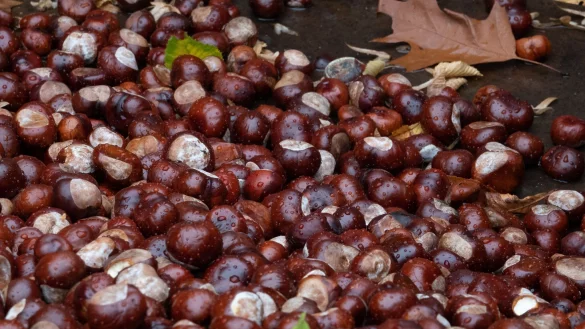 F&uuml;r Tiere in den Zoos in Krefeld und Duisburg stehen Kastanien nicht auf dem Speiseplan. (Symbolbild) - &copy; Demy Becker/dpa
