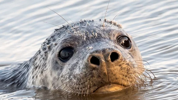 Zuletzt hat sich die Todesserie bei Kegelrobben in Vorpommern nicht fortgesetzt. - &copy; Daniel Bockwoldt/dpa