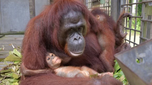 Supermama Du k&uuml;mmert sich nun um zwei Kinder - und bekommt im Rettungszentrum Nyaru Menteng Unterst&uuml;tzung. - &copy; Bos Foundation/dpa