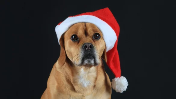 Viele Weihnachtsleckereien sind für Hunde leider tabu: Schokolade, Rosinen, Zimt und alkoholhaltige Speisen können für sie gesundheitsschädlich sein. - © Jens Wolf/dpa-Zentralbild/dpa-tmn