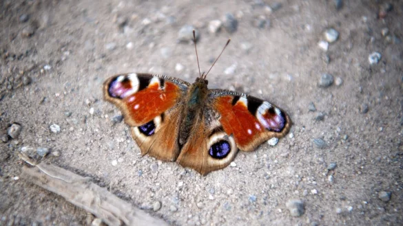 Verirrt sich ein Schmetterling in der kalten Jahreszeit ins Haus, sollte man ihn in einer Pappschachtel mit Luftl&ouml;chern an einem k&uuml;hlen, dunklen Ort &uuml;berwintern lassen. - &copy; Sina Schuldt/dpa/dpa-tmn