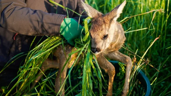 Knapp 500 neue Drohnen sollen dabei helfen, Rehkitze vor M&auml;hmaschinen zu retten. (Archivbild) - &copy; Uwe Anspach/dpa