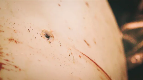 Der Obduktionsbericht fand keine Anzeichen daf&uuml;r, dass Hvaldimir erschossen wurde. - &copy; Onewhale.Org/NTB/dpa