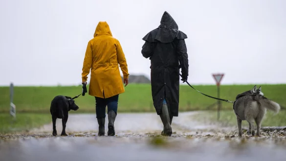 Kleine Gassirunde: Bei st&uuml;rmischem Wetter sollte man mit dem Hund lieber nur kurz spazieren gehen und Gegenden mit B&auml;umen meiden. - &copy; Mohssen Assanimoghaddam/dpa/dpa-tmn