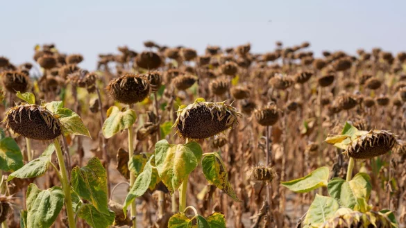 Werden Regionen trockener, trifft das die Landwirtschaft. (Archivbild) - © Darko Vojinovic/AP/dpa