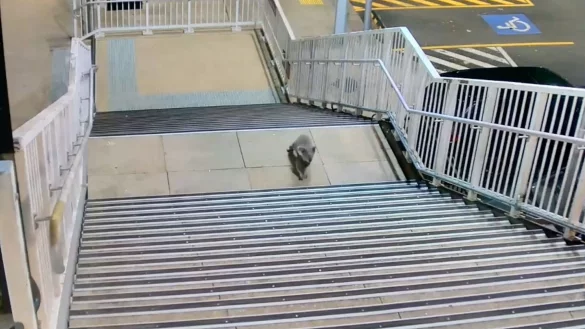 Koalas sind durch die urbane Entwicklung zunehmend bedroht. - &copy; -/Transport for NSW via AAP /dpa