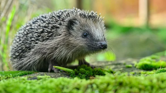 Um Igel zu sch&uuml;tzen, darf in K&ouml;ln k&uuml;nftig kein M&auml;hroboter nachts fahren. - &copy; Patrick Pleul/dpa