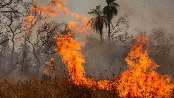 Das Feuer richtet Verw&uuml;stung in der gesamten Region an. - &copy; Diego Cardoso/dpa