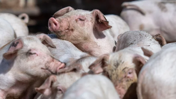 Insgesamt wurden in NRW im November 5,8 Millionen Schweine gehalten. - &copy; Marius Becker/dpa