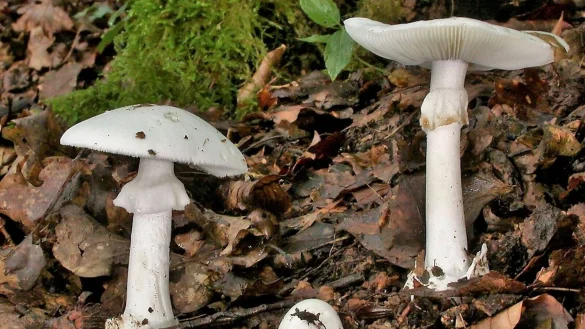In Essen werden drei Kinder und ein Erwachsener wegen akuten Leberversagens behandelt. Sie hatten vom giftigen Knollenbl&auml;tterpilz gegeseen. (Foto Archiv) - &copy; Rainer Wald/Deutsche Gesellschaft f&uuml;r Mykologie e.V./dpa