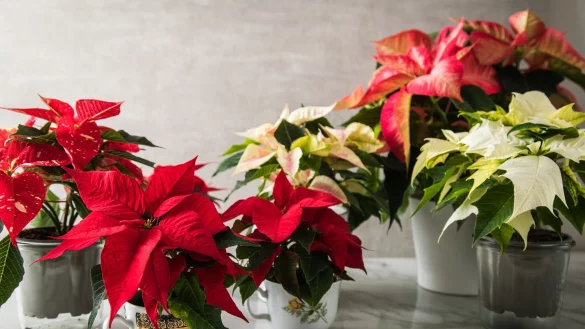 Weihnachtssterne brauchen viel Licht und mäßig Wasser. - © Christin Klose/dpa-tmn