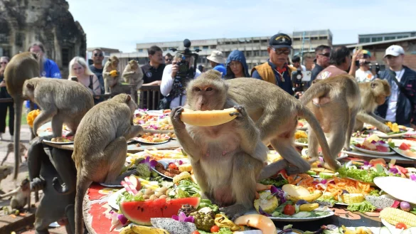 Beim Affen-Bankett d&uuml;rfen sich die Makaken einmal im Jahr die B&auml;uche vollschlagen. - &copy; Rachen Sageamsak/XinHua/dpa