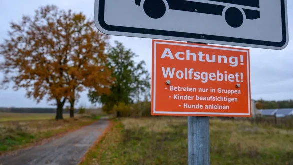 In Deutschland sind 209 Wolfsrudel nachgewiesen. (Archivbild) - &copy; Patrick Pleul/dpa