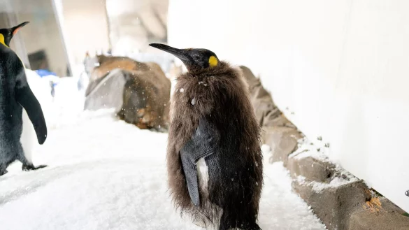 Pesto tr&auml;gt bald Frack. - &copy; -/Sea Life Melbourne Aquarium/dpa