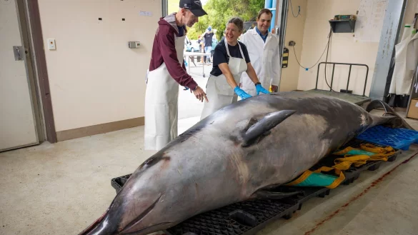 Noch nie wurde ein Bahamonde-Schnabelwal lebend im Ozean gesehen. - &copy; Derek Morrison/AP/dpa
