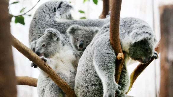 Der Duisburger Zoo ist europaweit Spezialist f&uuml;r die aufwendige Zucht und Zoo-Haltung der Koalas. (Archivbild) - &copy; Roland Weihrauch/dpa