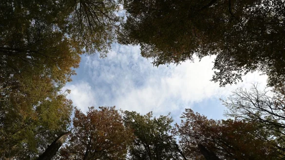 Umweltsch&uuml;tzer sehen mehr Potenzial f&uuml;r Wildnisfl&auml;chen. - &copy; Swen Pf&ouml;rtner/dpa