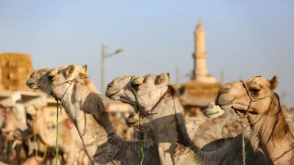 Auf dem Kamelmarkt in Giseh l&auml;sst sich der teils harte Umgang mit den Tieren beobachten. (Archivfoto) - &copy; Mahmoud Elkhwas/dpa