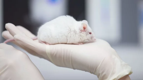 M&auml;use werden besonders h&auml;ufig in Tierversuchen eingesetzt. (Symbolbild) - &copy; Friso Gentsch/dpa