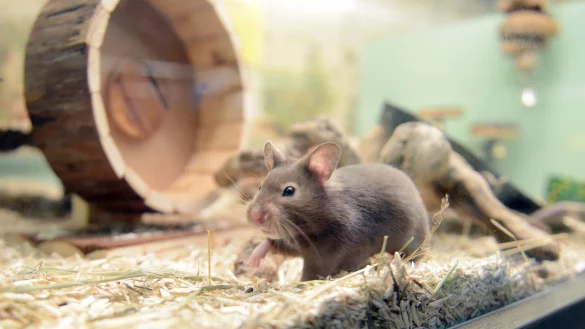 Hamster brauchen Wege, um ihren natürlichen Bewegungsdrang auszuleben. Zum Beispiel ein Hamsterrad. - © Caroline Seidel/dpa-tmn