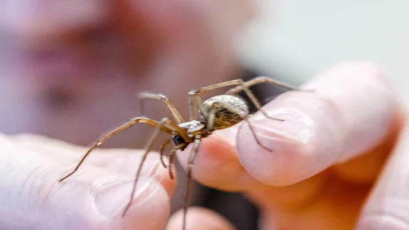 Die Winkelspinne kommt im Winter gerne ins Haus. - &copy; dpa: Markus Scholz